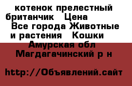 котенок прелестный британчик › Цена ­ 12 000 - Все города Животные и растения » Кошки   . Амурская обл.,Магдагачинский р-н